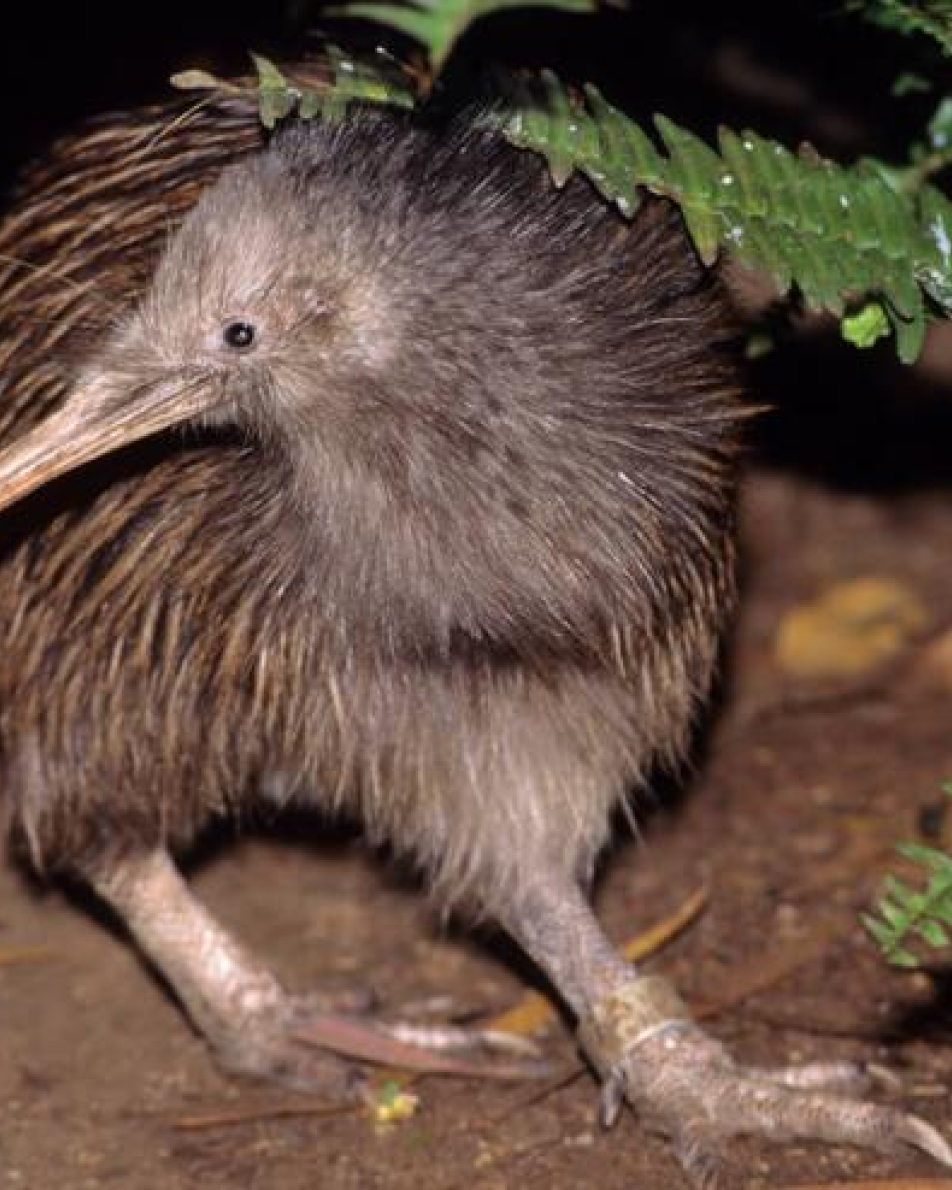Kiwi Bird