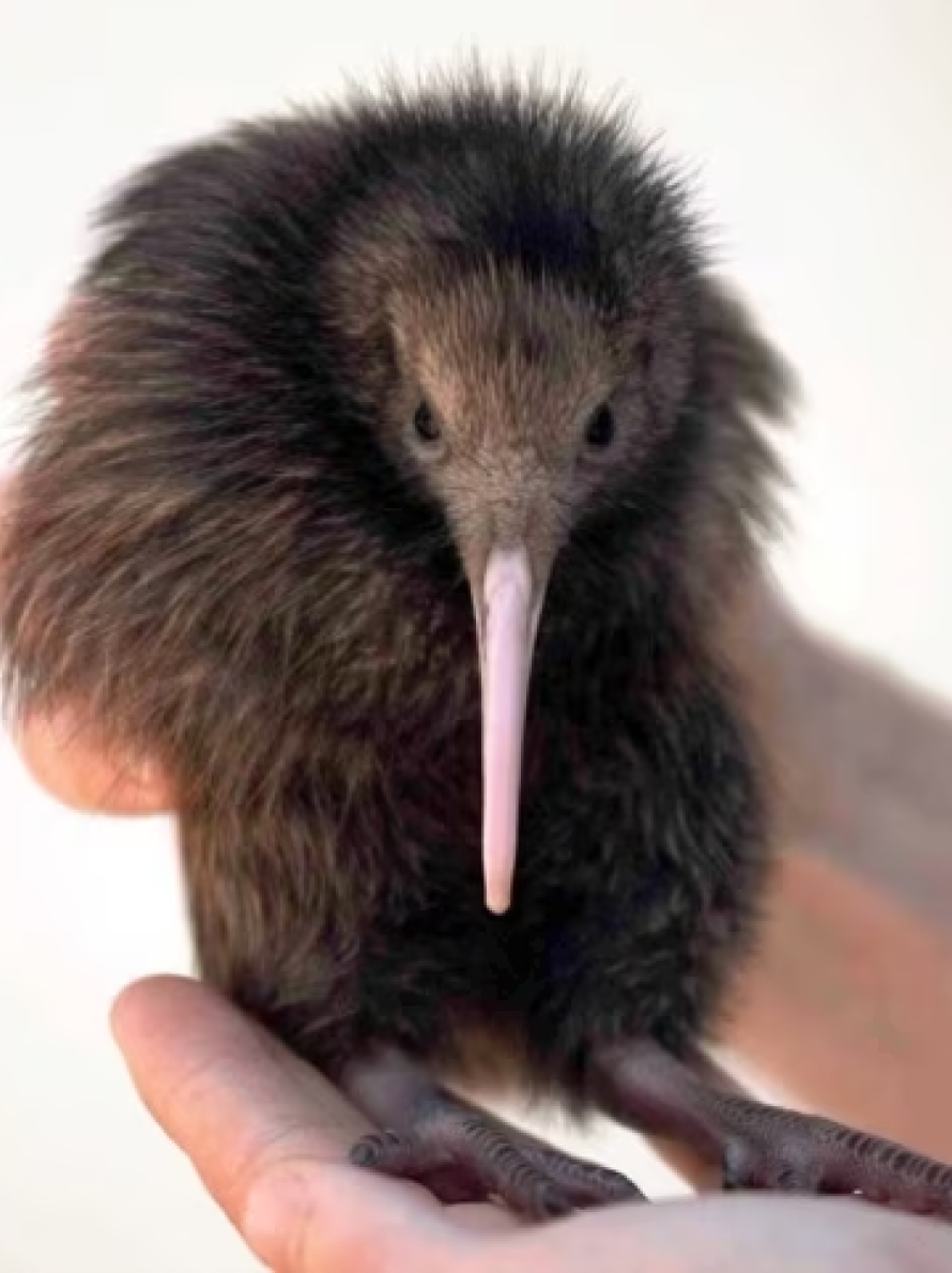 Kiwi Bird